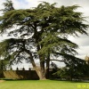 The Garden