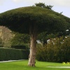 The Garden