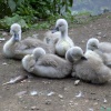 Baby Swans, Clumber Country Park, Worksop, Nottinghamshire