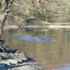 February on Ullswater.