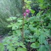 Bleeding heart
