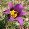 Pasque flower