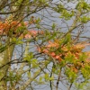 Leaves, Cuddesdon, Oxon.