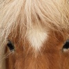 Miniature pony, Wheatley, Oxon.