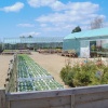 Lowertrees Nursery, Ferring