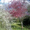 Highdown Gardens trees of many colours