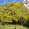 Highdown Gardens trees of all shapes