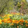 Garden in bloom, Highdown Gardens, Hangleton