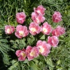 Garden in bloom, Highdown Gardens