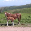 Quantock ponies, Quantock Hills, Somerset