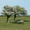 Hawthorn Tree, Quantock Hills, Somerset