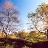 King John's Wood, Tollard Royal, Wiltshire