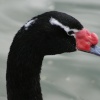 Black-necked Swan.