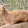 Old goat