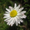 Daisy