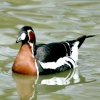 Red Breasted Goose. On pond at Wetlands Centre. Tyne and Wear.