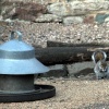 Cheeky squirrel