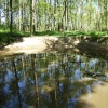 Martinshaw Wood, Groby