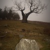 Tree on a hill
