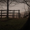 Woods