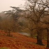 Bradgate park, Leicestershire