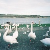 Swans
