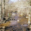 Hamsterley Forest