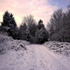 Winter, Flixton, Suffolk