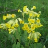 Cowslips in Wallingford Castle Gardens
