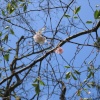 Blossom - Wallingford Castle Gardens