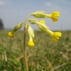 Cowslip on Sharpenhoe Clappers