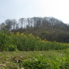 Sharpenhoe Clappers