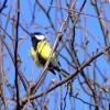 Great tit....parus major