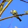 Blue tit....parus caeruleus