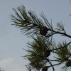 Pine cones