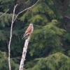 Kestrel perched in Gibside Woods.