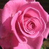 English Rose