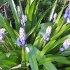 Bluebells