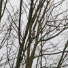 Jay in tree at Gibside.