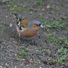 Male Chaffinch at Gibside,