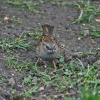 Dunnock or Hedge Sparrow, Gibside.