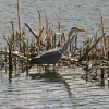 Grey Heron fishing in pond at Herrington Country Park.