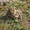 A pair of toads mating next to pond at Herrington Country Park