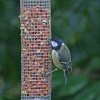 Great Tit at Gibside.