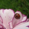 Ladybird