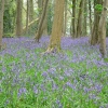 Blue Bells, Hinton St George, Somerset