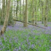 Bluebells, Somerset