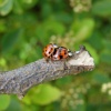 Ladybirds