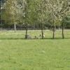 Spring lambs