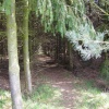 Maulden Woods